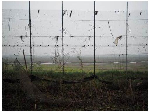 洞庭湖现大规模非法钢丝围网：大者上万亩，鱼虾被一网打尽