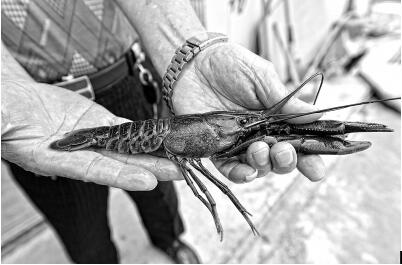 10万尾澳洲淡水龙虾“安家”福建南安