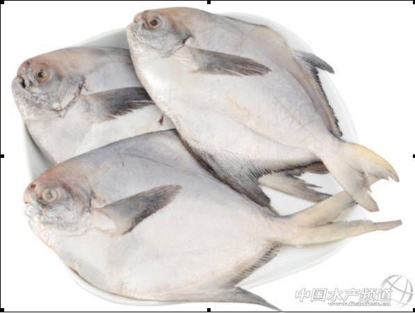 “出海即死”的银鲳被人工养活了！