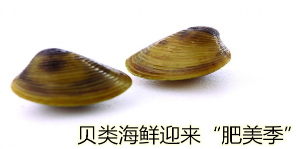 贝类海鲜迎来“肥美季”