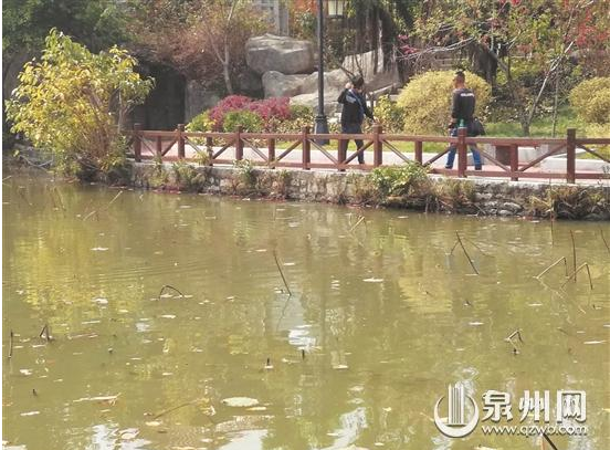 福建泉州东湖公园惊现“弹弓射鱼”