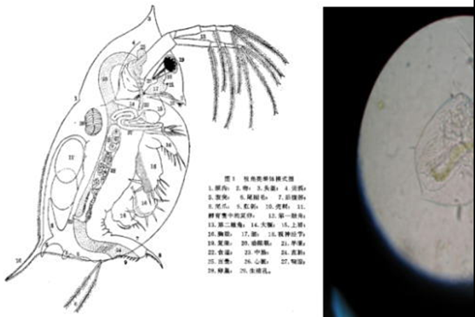 河蟹塘里两种常见虫类科普