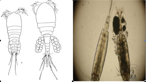 河蟹塘里两种常见虫类科普