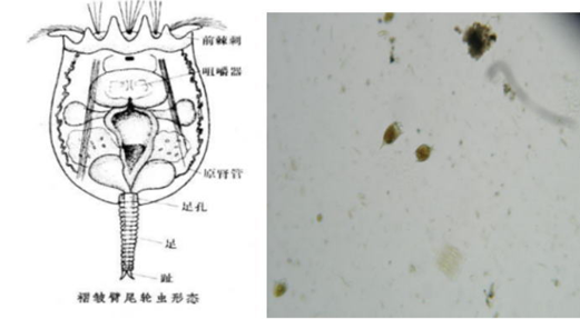 河蟹塘里两种常见虫类科普