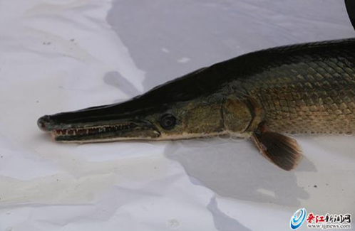 晋江内坑现一条大怪鱼 系世界十大猛鱼之一雀鳝