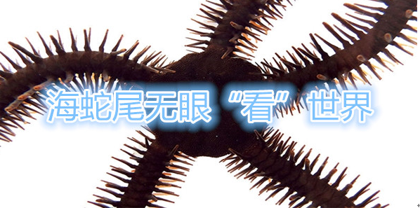 海蛇尾无眼“看”世界