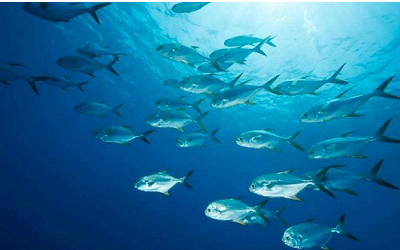 养鱼神器问世：一口网箱能养6000吨鱼！海南海洋牧场建设从近海走向深远海