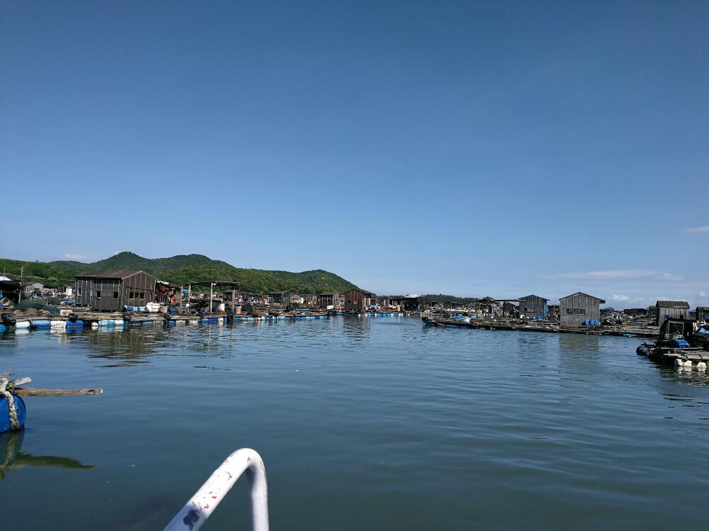 大黄鱼育种国家重点实验室专家一行赴饶平、诏安两地考察调研
